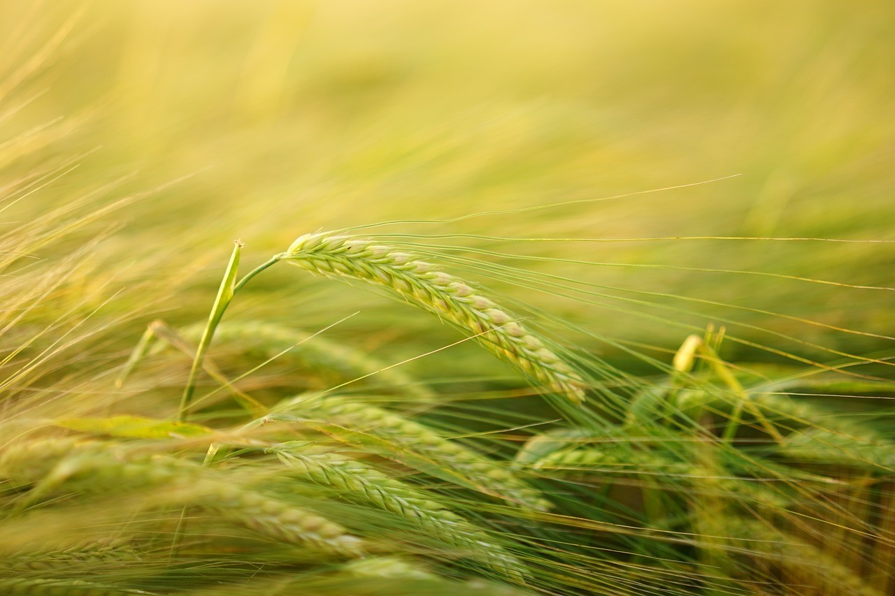 Sustainable Agriculture