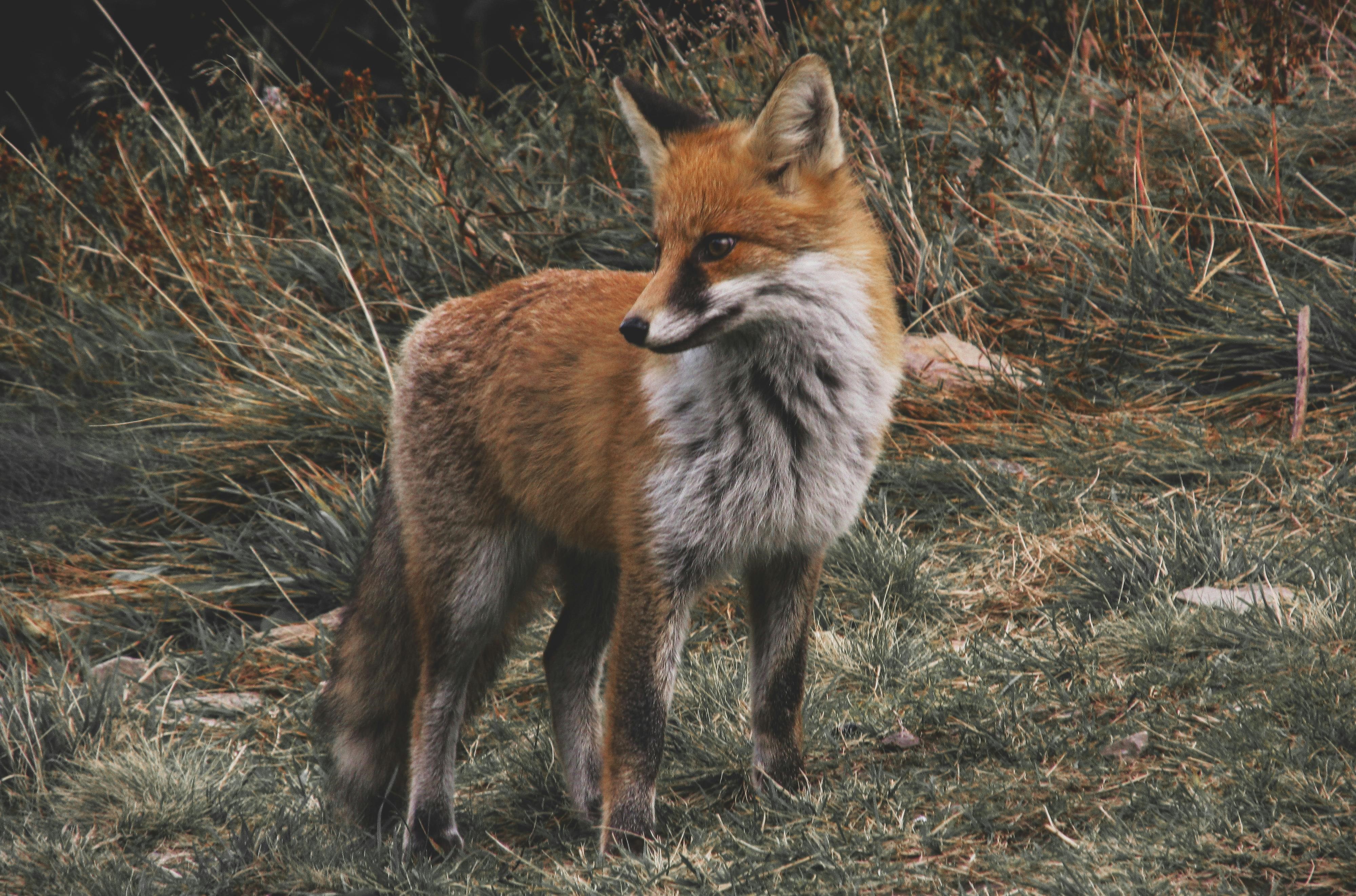 Restoring Nature