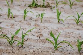 Drought-Resistant Crops